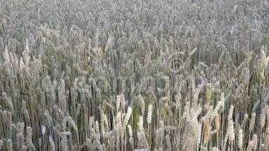 麦田。 成熟小麦、黑麦或其他谷物植物的耳朵，<strong>在田野上</strong>随风摆动。 富的概念